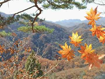 私人卖打胎药微信阿拉比卡咖啡延续涨势 因市场担忧巴西产量